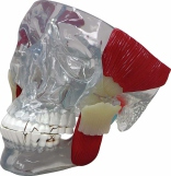 TMJ Anatomy Model Pharmaceutical and Anatomical Model Gifts